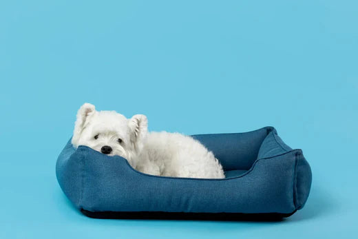 Luxury Dog Beds in Australia: Treat Your Dog to Premium Comfort