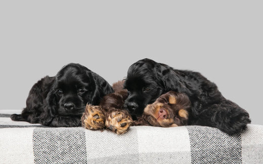 Why Pet Owners Love These Top-Rated Orthopedic Dog Beds